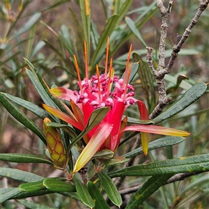 Lambertia formosa at Wedderburn, NSW - 2 Oct 2024 11:29 AM