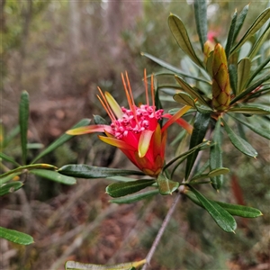 Lambertia formosa at Wedderburn, NSW - 2 Oct 2024 11:29 AM