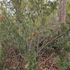 Lambertia formosa at Wedderburn, NSW - 2 Oct 2024 11:29 AM