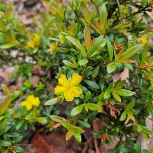 Unidentified Other Shrub at Wedderburn, NSW by MatthewFrawley