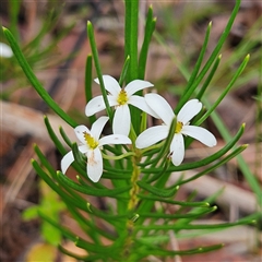 Unidentified Plant at Wedderburn, NSW - 2 Oct 2024 by MatthewFrawley