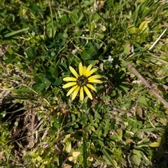 Arctotheca calendula at North Albury, NSW - suppressed