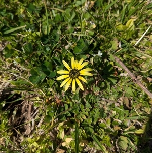 Arctotheca calendula at North Albury, NSW - suppressed