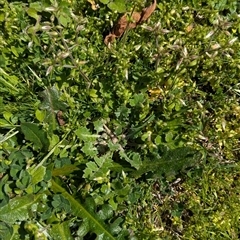 Arctotheca calendula at North Albury, NSW - suppressed