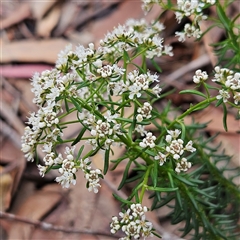 Unverified Plant at Wedderburn, NSW - 2 Oct 2024 by MatthewFrawley