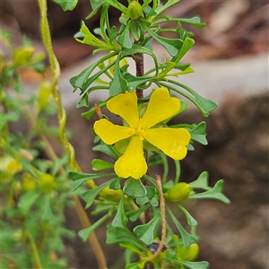 Unidentified Other Shrub at Wedderburn, NSW by MatthewFrawley