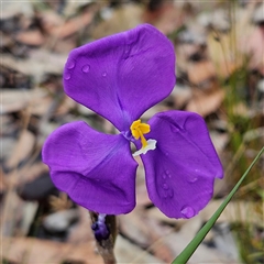 Patersonia sericea var. sericea at Wedderburn, NSW - 2 Oct 2024 by MatthewFrawley