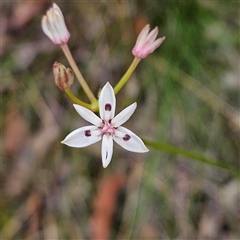 Burchardia umbellata (Milkmaids) at Wedderburn, NSW - 2 Oct 2024 by MatthewFrawley