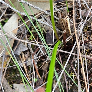 Burchardia umbellata at Wedderburn, NSW - 2 Oct 2024