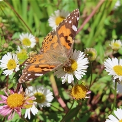 Vanessa kershawi (Australian Painted Lady) at Richardson, ACT - 1 Oct 2024 by MB