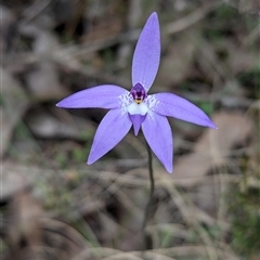 Glossodia major (Wax Lip Orchid) at Woomargama, NSW - 29 Sep 2024 by Darcy