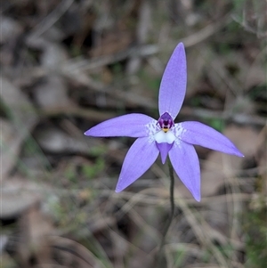 Glossodia major at Woomargama, NSW - 29 Sep 2024