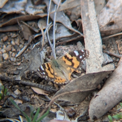 Vanessa kershawi (Australian Painted Lady) at Woomargama, NSW - 29 Sep 2024 by Darcy