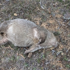 Vombatus ursinus (Bare-nosed Wombat) at Uriarra Village, ACT - 29 Sep 2024 by jeremyahagan