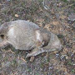 Vombatus ursinus (Common wombat, Bare-nosed Wombat) at Uriarra Village, ACT - 29 Sep 2024 by jeremyahagan