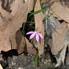 Caladenia fuscata (Dusky Fingers) at Talmalmo, NSW - 29 Sep 2024 by Darcy