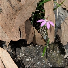 Caladenia fuscata at Talmalmo, NSW - 29 Sep 2024