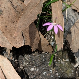 Caladenia fuscata at Talmalmo, NSW - suppressed