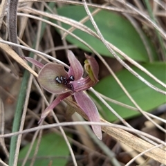 Chiloglottis x pescottiana (Bronze Bird Orchid) at Talmalmo, NSW - 29 Sep 2024 by Darcy