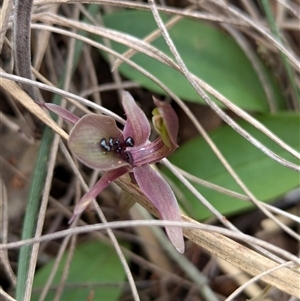 Chiloglottis x pescottiana at suppressed - suppressed