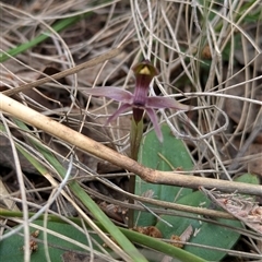 Chiloglottis x pescottiana at suppressed - 29 Sep 2024