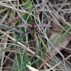 Chiloglottis x pescottiana at suppressed - 29 Sep 2024