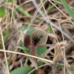 Chiloglottis x pescottiana at suppressed - 29 Sep 2024