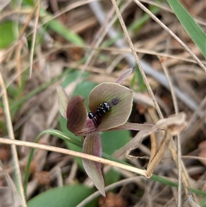 Chiloglottis x pescottiana at suppressed - 29 Sep 2024