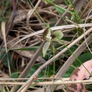 Chiloglottis x pescottiana at suppressed - 29 Sep 2024