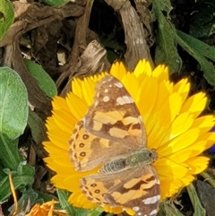 Vanessa kershawi (Australian Painted Lady) at Ainslie, ACT - 2 Oct 2024 by Jeanette