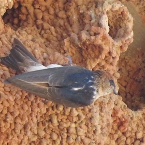 Petrochelidon ariel (Fairy Martin) at Cobar, NSW by Christine