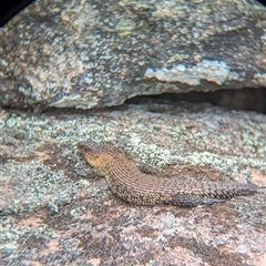 Egernia cunninghami (Cunningham's Skink) at Woomargama, NSW - 29 Sep 2024 by Darcy