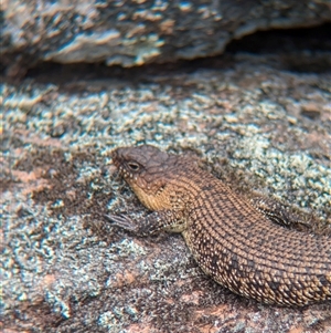 Egernia cunninghami at Woomargama, NSW - suppressed