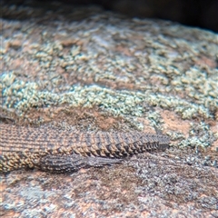 Egernia cunninghami at Woomargama, NSW - suppressed