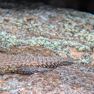 Egernia cunninghami at Woomargama, NSW - suppressed