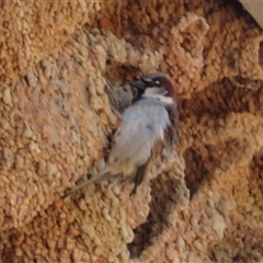 Passer domesticus (House Sparrow) at Cobar, NSW - 16 Sep 2024 by Christine