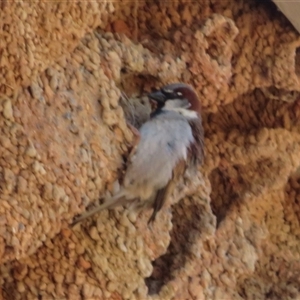 Passer domesticus at Cobar, NSW - 16 Sep 2024 11:46 AM