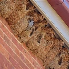 Passer domesticus at Cobar, NSW - 16 Sep 2024