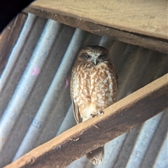 Ninox boobook (Southern Boobook) at Moorwatha, NSW - 30 Sep 2024 by Darcy