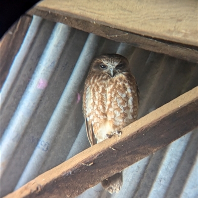 Ninox boobook (Southern Boobook) at Moorwatha, NSW - 29 Sep 2024 by Darcy