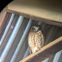 Ninox boobook at Moorwatha, NSW - suppressed
