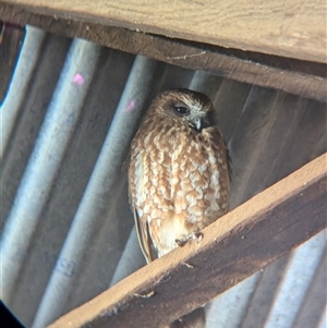 Ninox boobook at Moorwatha, NSW - suppressed