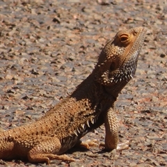 Pogona vitticeps (Central Bearded Dragon) at Gunderbooka, NSW - 16 Sep 2024 by Christine