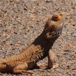 Pogona vitticeps at Gunderbooka, NSW - 16 Sep 2024 12:54 PM