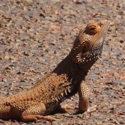 Pogona vitticeps at Gunderbooka, NSW - 16 Sep 2024 by Christine