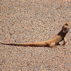 Pogona vitticeps at Gunderbooka, NSW - 16 Sep 2024 12:54 PM