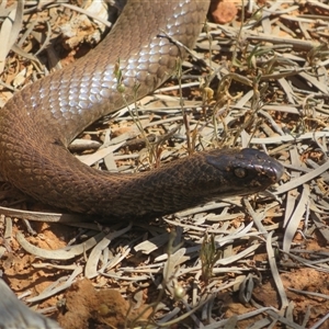 Pseudonaja aspidorhyncha at Gunderbooka, NSW - 16 Sep 2024 01:33 PM