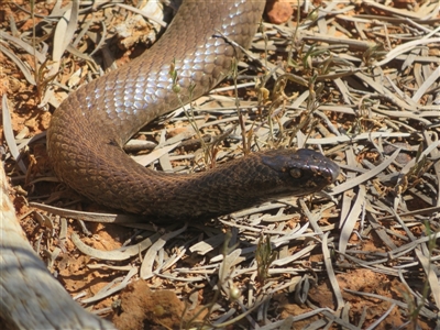 Pseudonaja aspidorhyncha (Strap-snouted brown snake) at Gunderbooka, NSW - 16 Sep 2024 by Christine