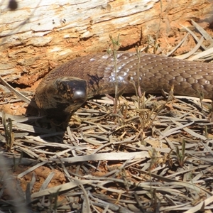 Pseudonaja aspidorhyncha at Gunderbooka, NSW - 16 Sep 2024