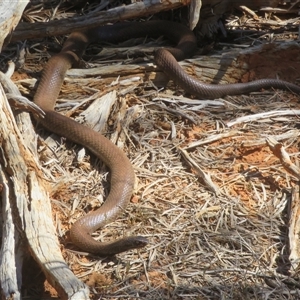 Pseudonaja aspidorhyncha at Gunderbooka, NSW - 16 Sep 2024